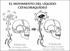 Movimiento del líquido cefaloraquideo